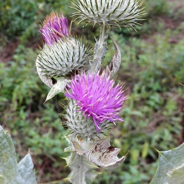 Onopordum acanthium Flower