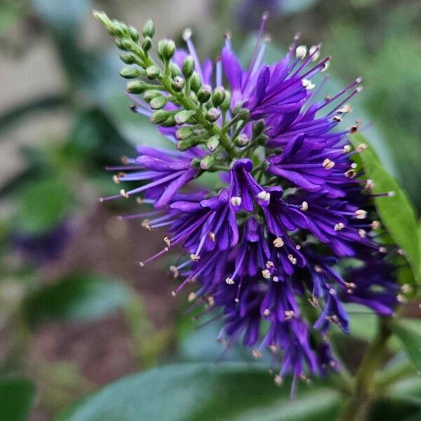 Veronica × andersonii Blüte