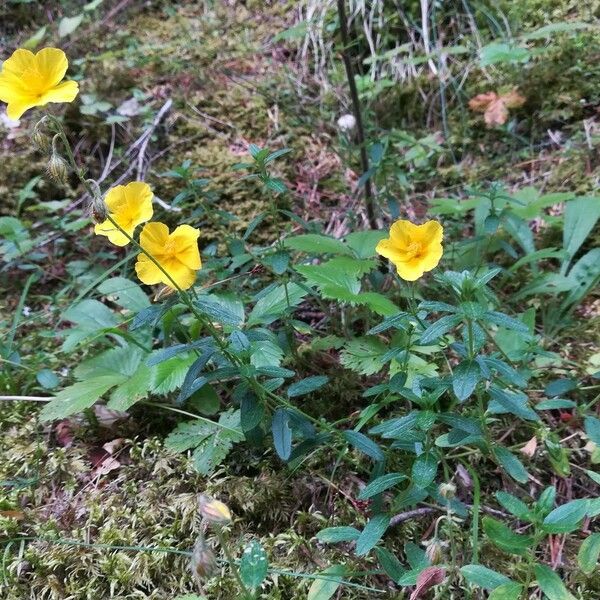 Helianthemum nummularium عادت