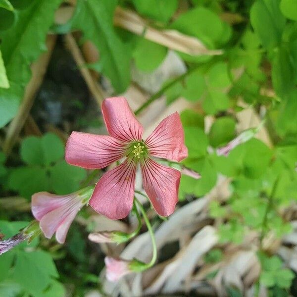 Oxalis debilis Cvet