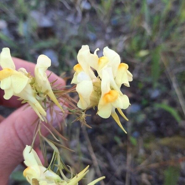 Linaria supina Flower