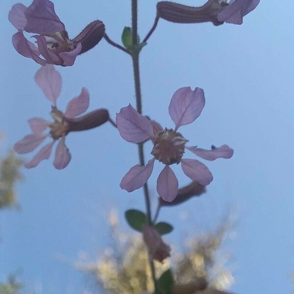 Cuphea racemosa Fleur