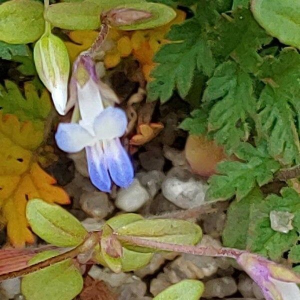 Collinsia parviflora Blomst