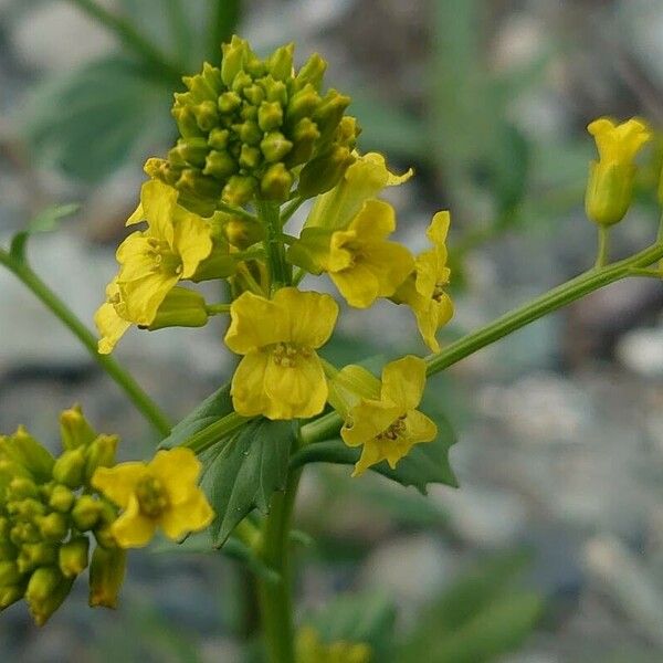 Barbarea orthoceras Flower