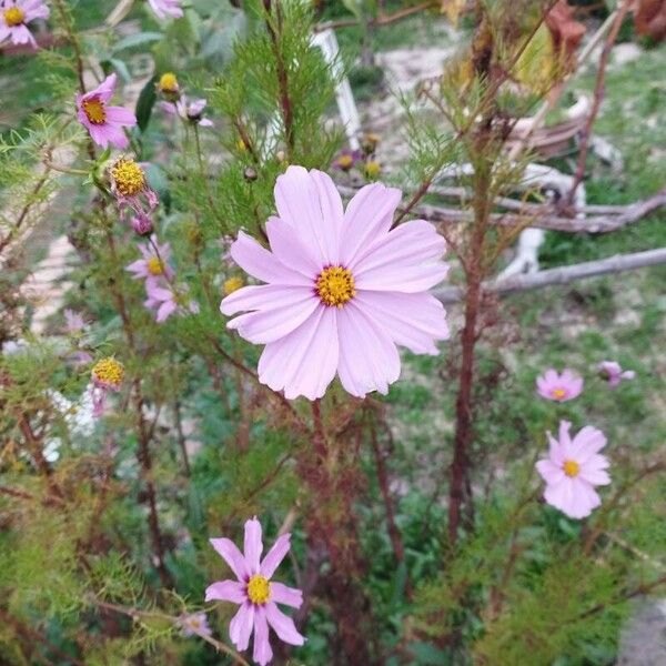 Cosmos sulphureus फूल