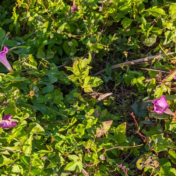 Ipomoea triloba Flower