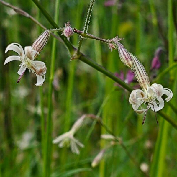 Silene nutans Floare