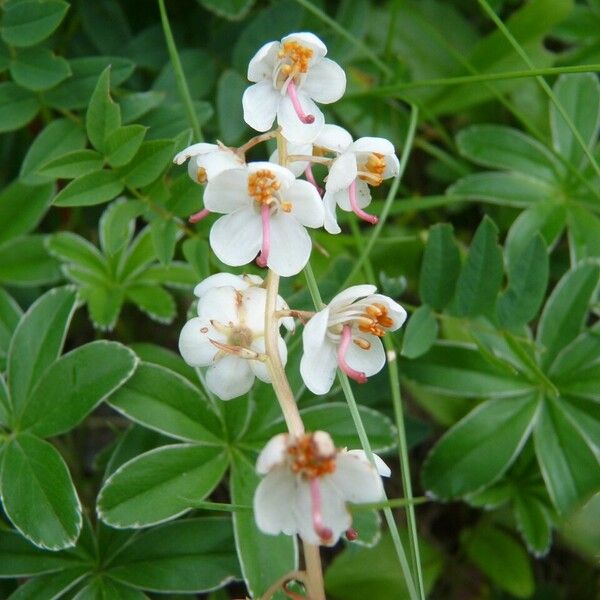 Pyrola rotundifolia ফুল