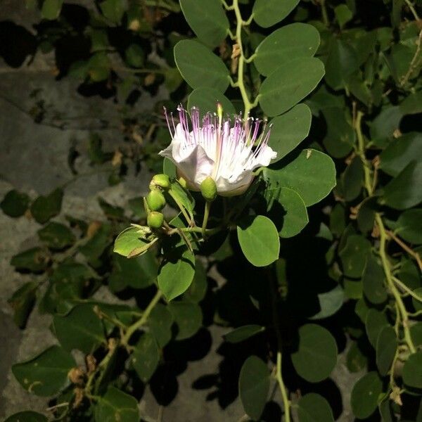 Capparis spinosa Blodyn