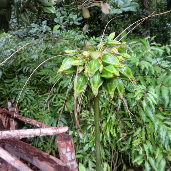 Tacca leontopetaloides फूल