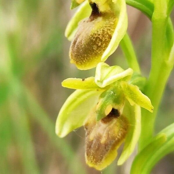 Ophrys virescens Flower