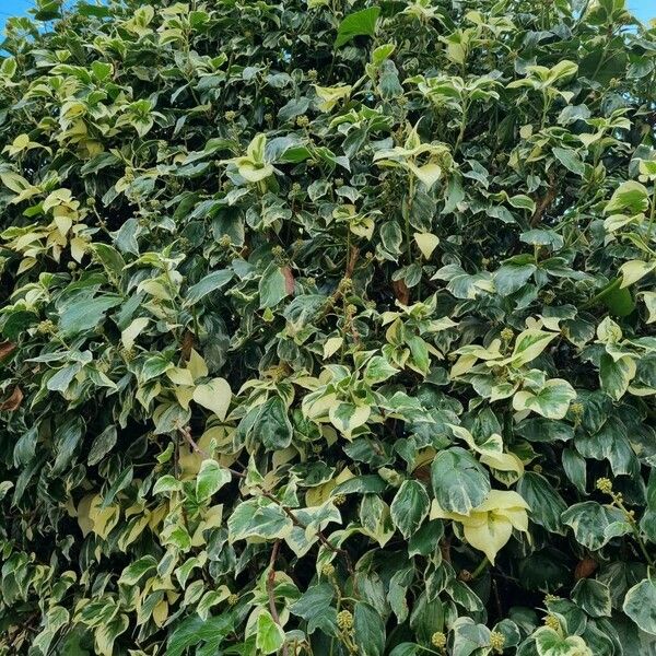 Hedera algeriensis برگ