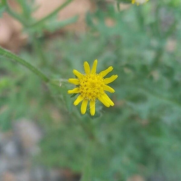 Senecio viscosus Flower