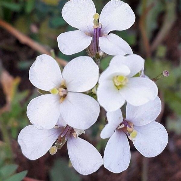 Diplotaxis erucoides Blomma