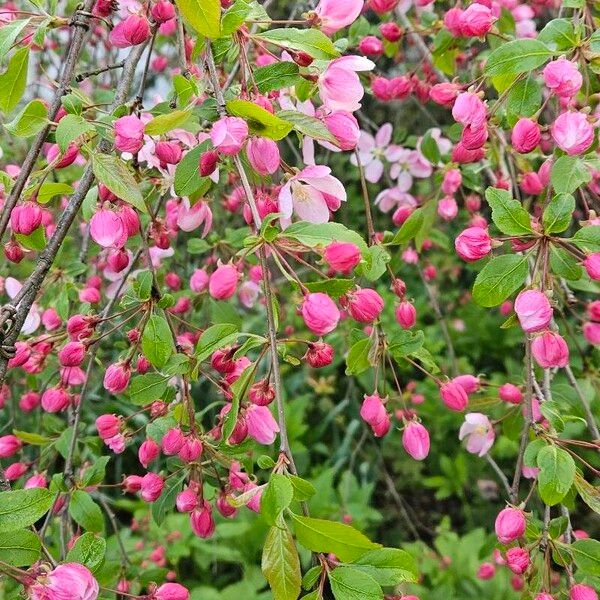 Malus × floribunda Flor