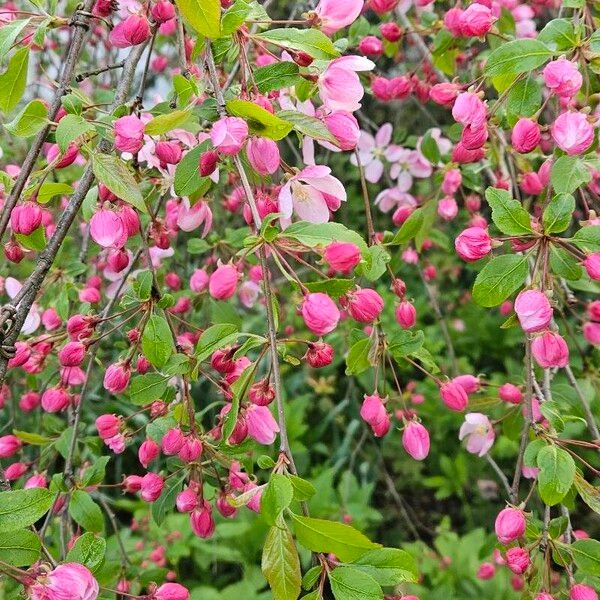 Malus × floribunda 花