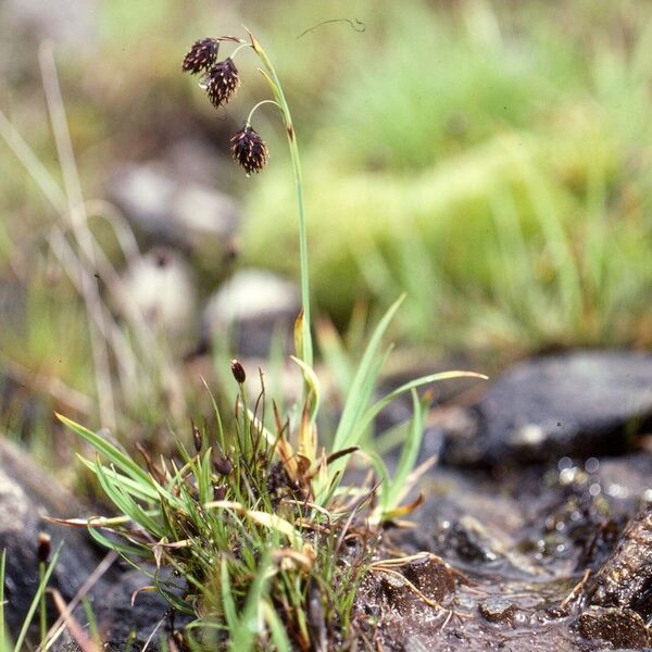 Carex atrofusca Habitat