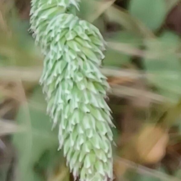 Phalaris canariensis Kvet