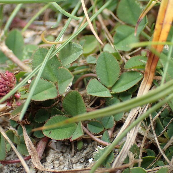 Trifolium occidentale Foglia