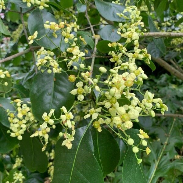 Euonymus carnosus പുഷ്പം