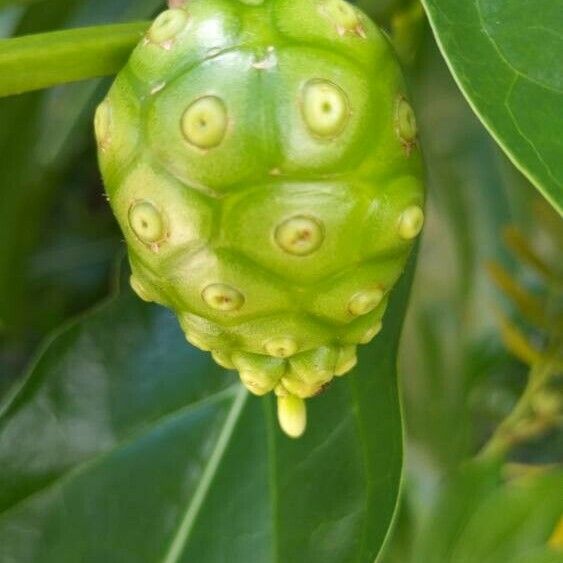 Morinda citrifolia Flower