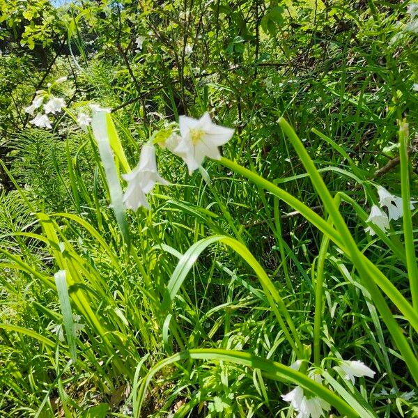 Allium triquetrum Blomst