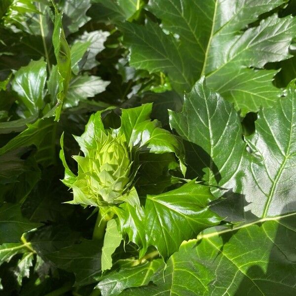 Acanthus spinosus Deilen