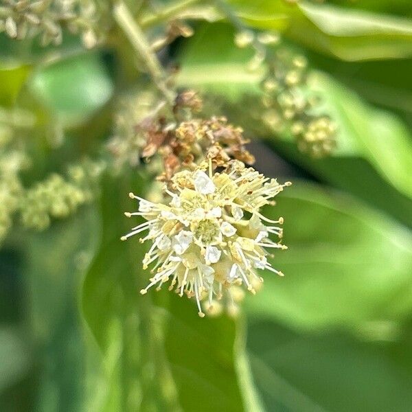 Combretum leprosum Žiedas