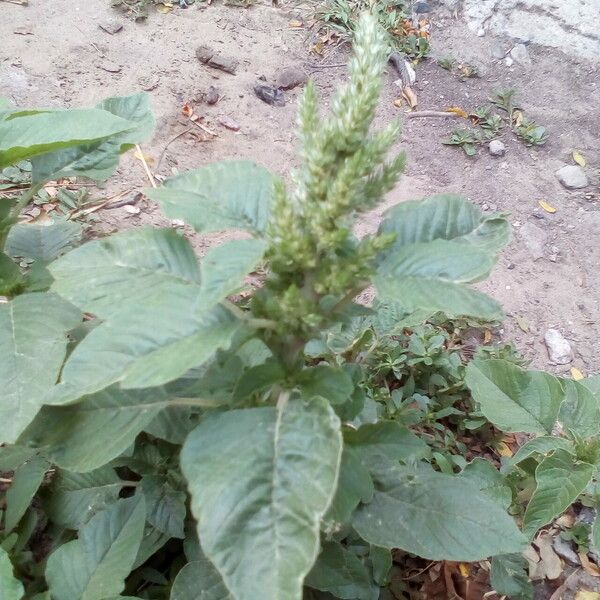 Amaranthus powellii ᱛᱟᱦᱮᱸ