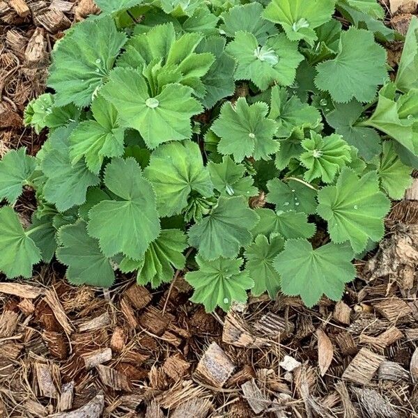 Alchemilla glaucescens Лист