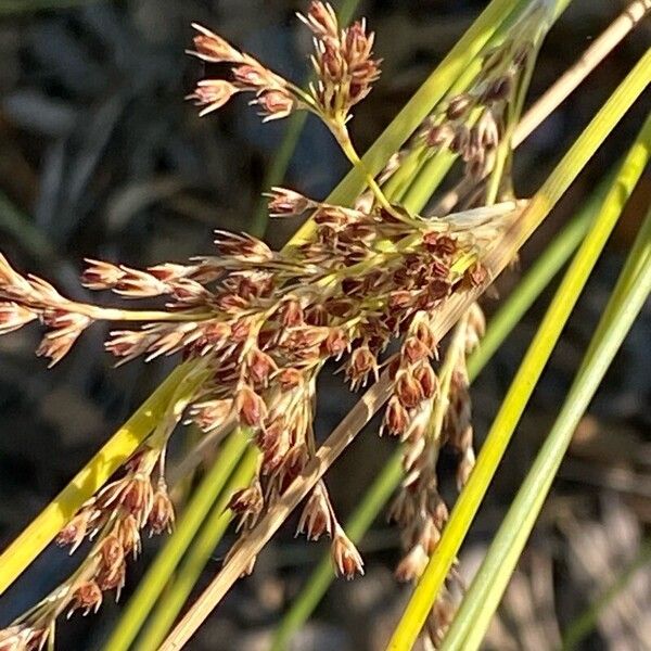 Juncus inflexus Flor