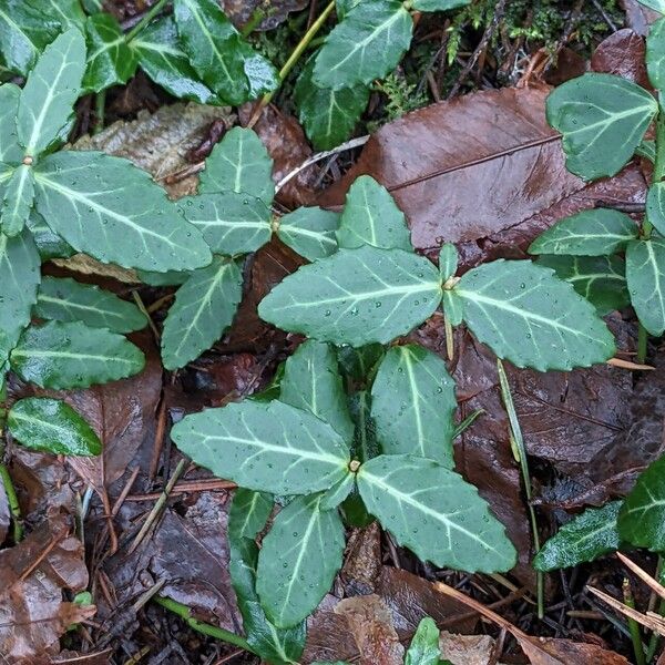 Euonymus fortunei Feuille