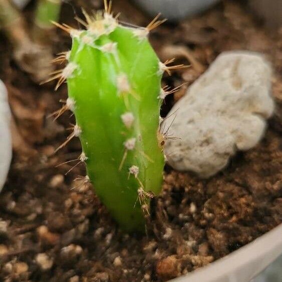 Acanthocereus tetragonus Leaf