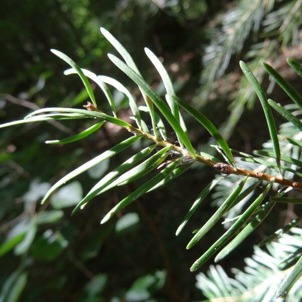 Abies concolor Fuelha