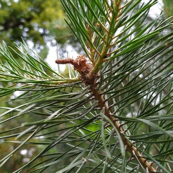 Pinus sylvestris 花