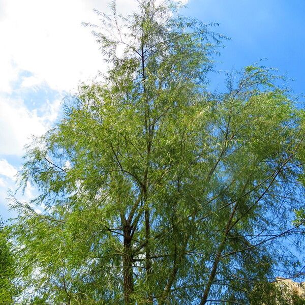 Salix humboldtiana Vekstform