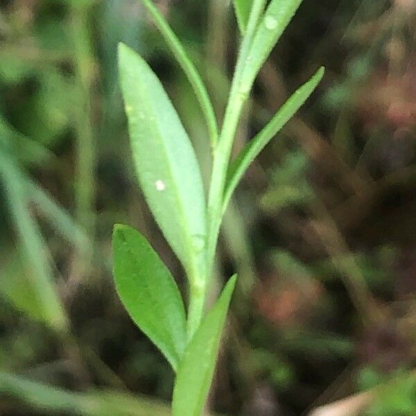 Polygala serpyllifolia Leaf