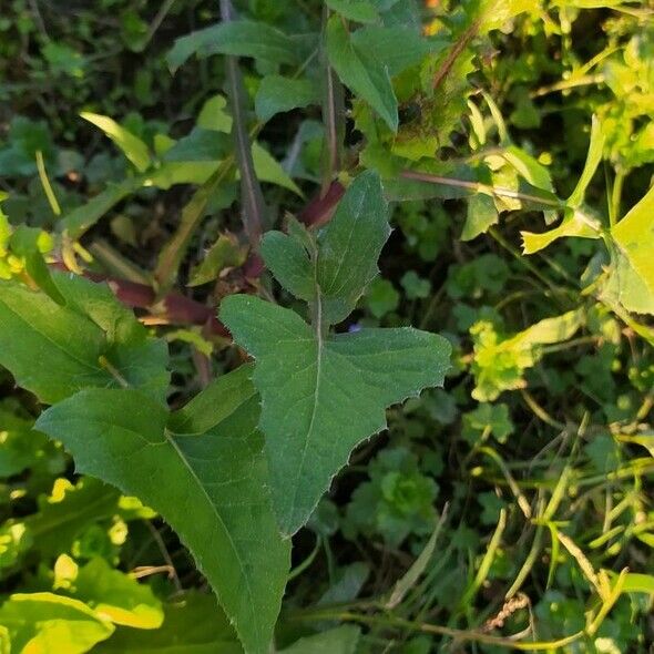 Sonchus oleraceus برگ