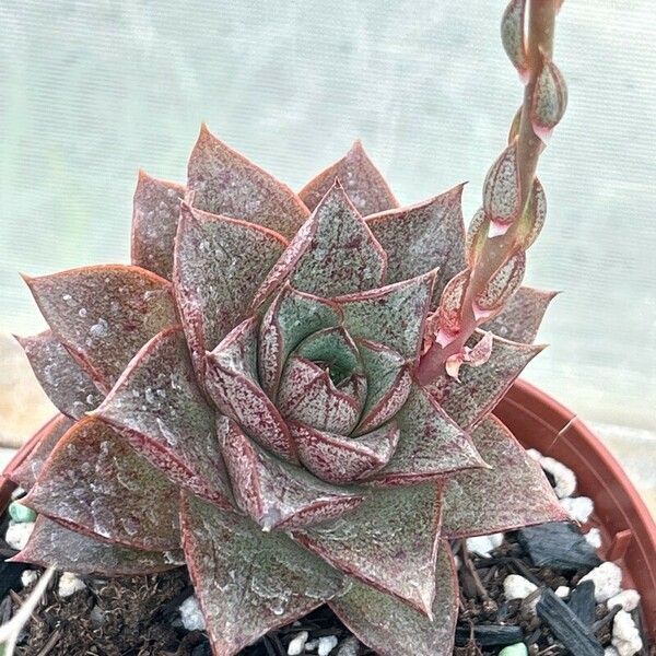 Echeveria purpusiorum ഇല