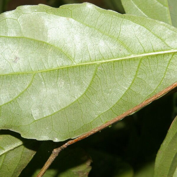 Rinorea hummelii Leaf