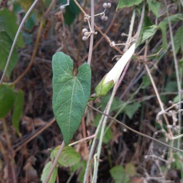 Convolvulus sepium 叶