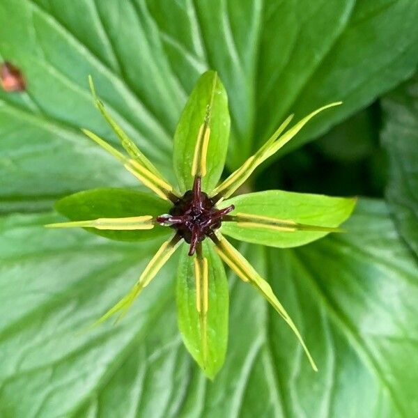 Paris quadrifolia Flor