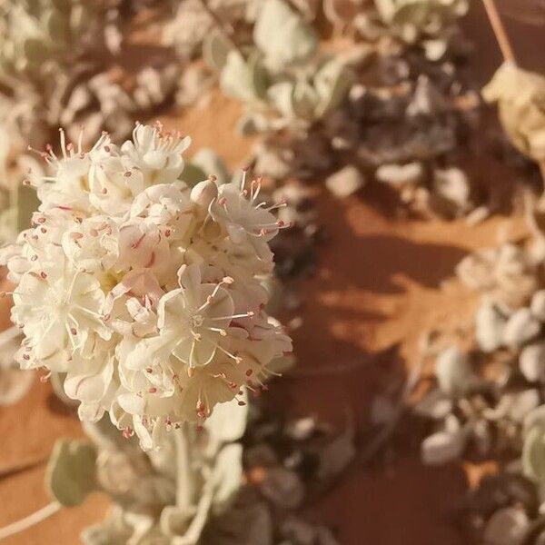 Eriogonum ovalifolium Blomma