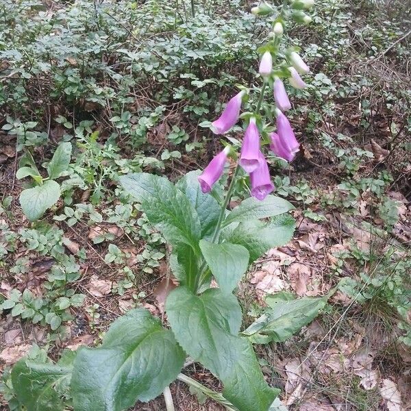 Digitalis purpurea 整株植物