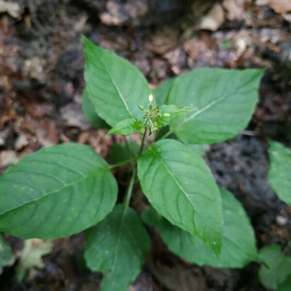 Circaea alpina Leht