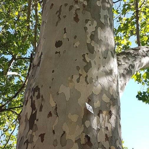 Platanus occidentalis Rusca