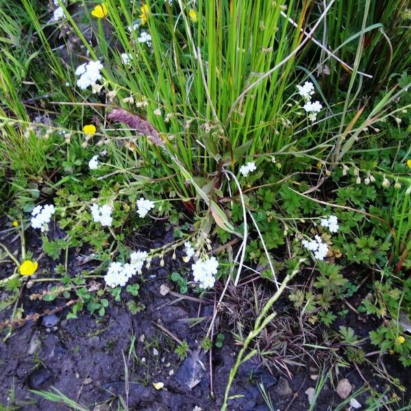 Myosotis scorpioides Агульны выгляд