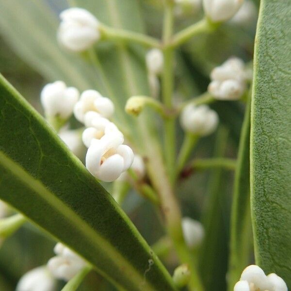 Osmanthus austrocaledonicus Цвят