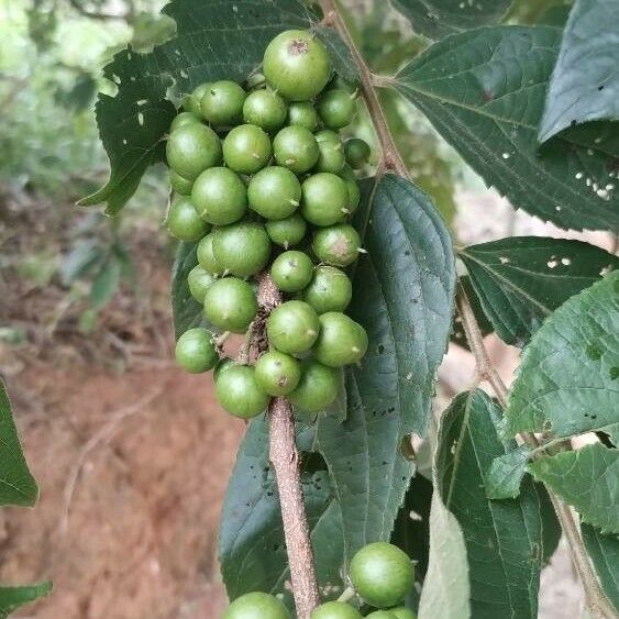 Trema orientale Fruit