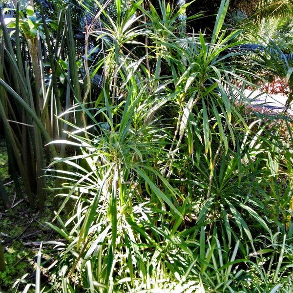 Cordyline stricta موطن